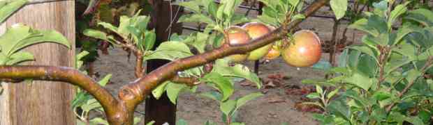 Espalier Training Your Fruit Trees Using Galvanized Wire
