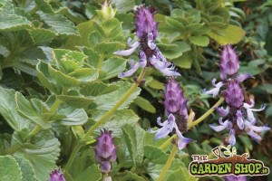 Coleus canina - HowtoGarden.ie